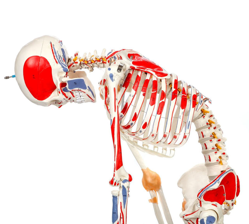 Load image into Gallery viewer, Adult Skeleton with Muscles & Ligaments Mounted on Stand with Casters
