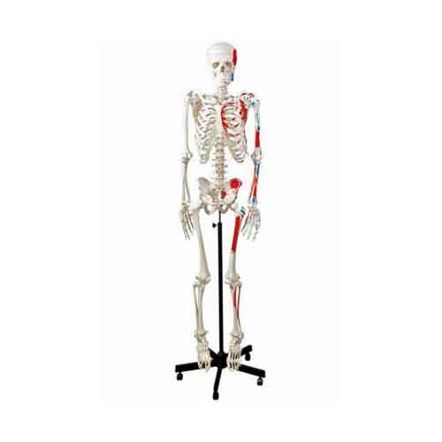Adult Skeleton, Painted Muscle & Insertion, Mounted – Nasco Healthcare