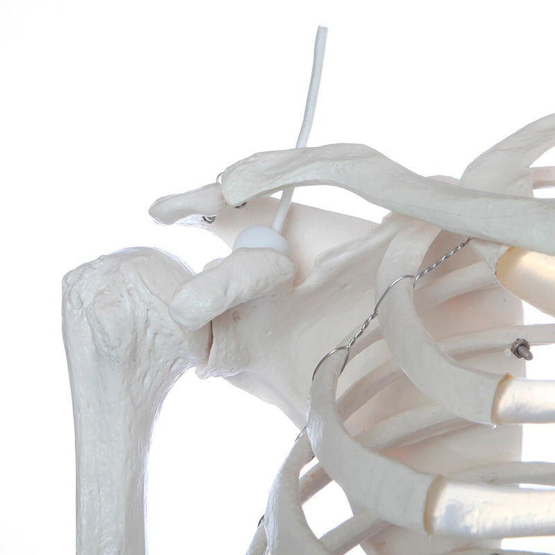 Load image into Gallery viewer, Adult Skeleton Mounted on Stand with Casters