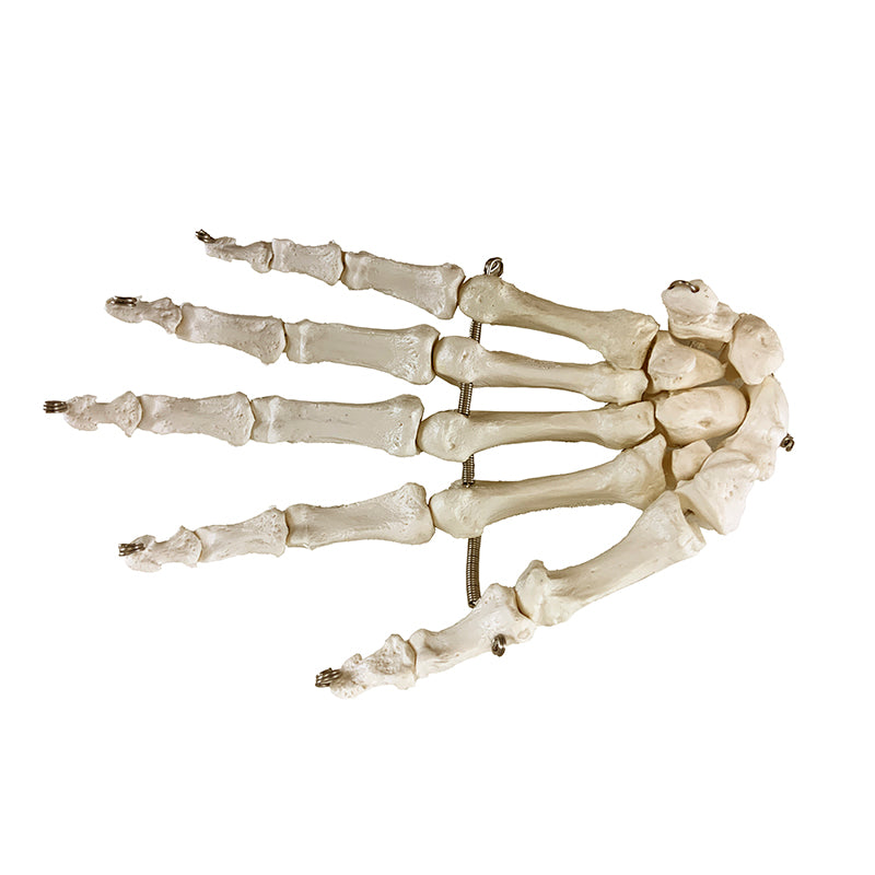 Load image into Gallery viewer, Hand Model, Wire Mounted
