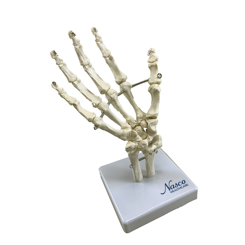 Load image into Gallery viewer, Hand Model, Mounted on Stand