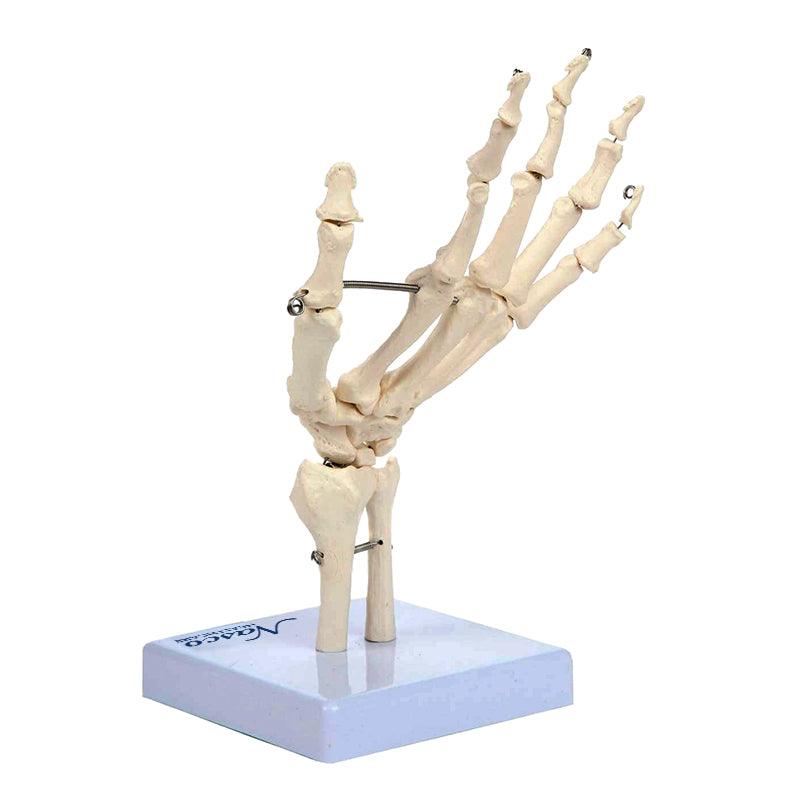 Load image into Gallery viewer, Hand Model, Mounted on Stand