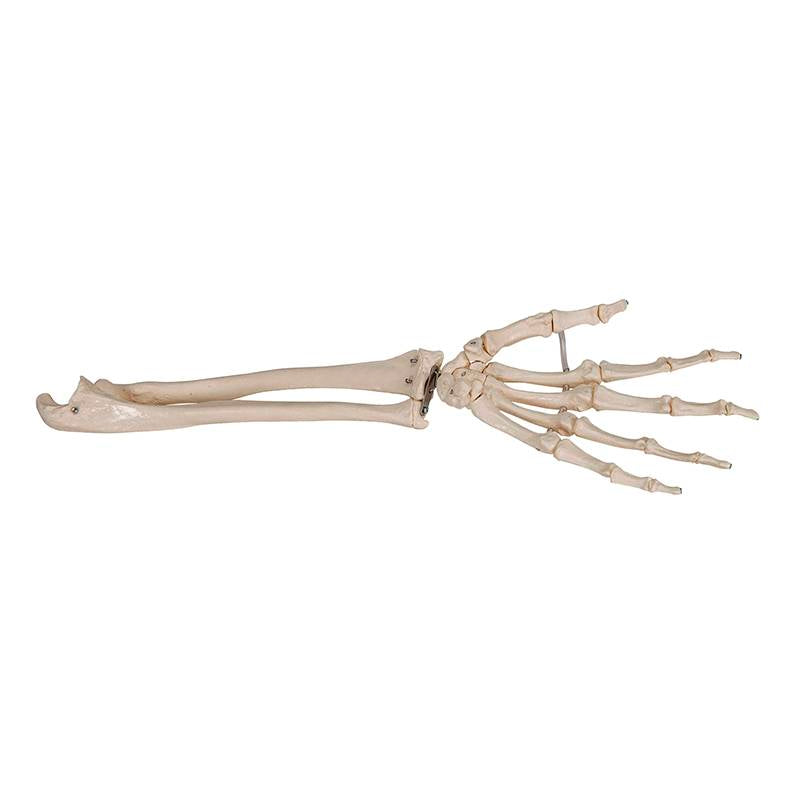 Load image into Gallery viewer, Hand with Ulna and Radius Model, Wire Mounted