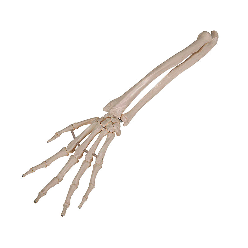 Load image into Gallery viewer, Hand with Ulna and Radius Model, Wire Mounted