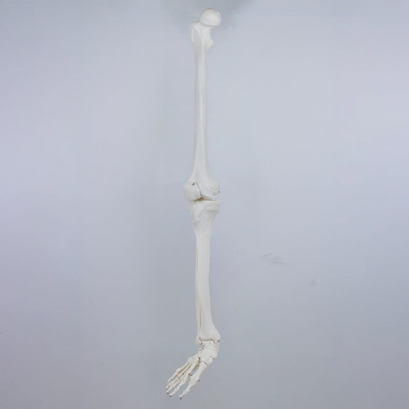 Load image into Gallery viewer, Leg with Foot Model, Wire Mounted