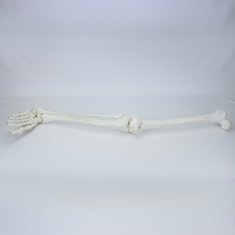 Load image into Gallery viewer, Leg with Foot Model, Wire Mounted