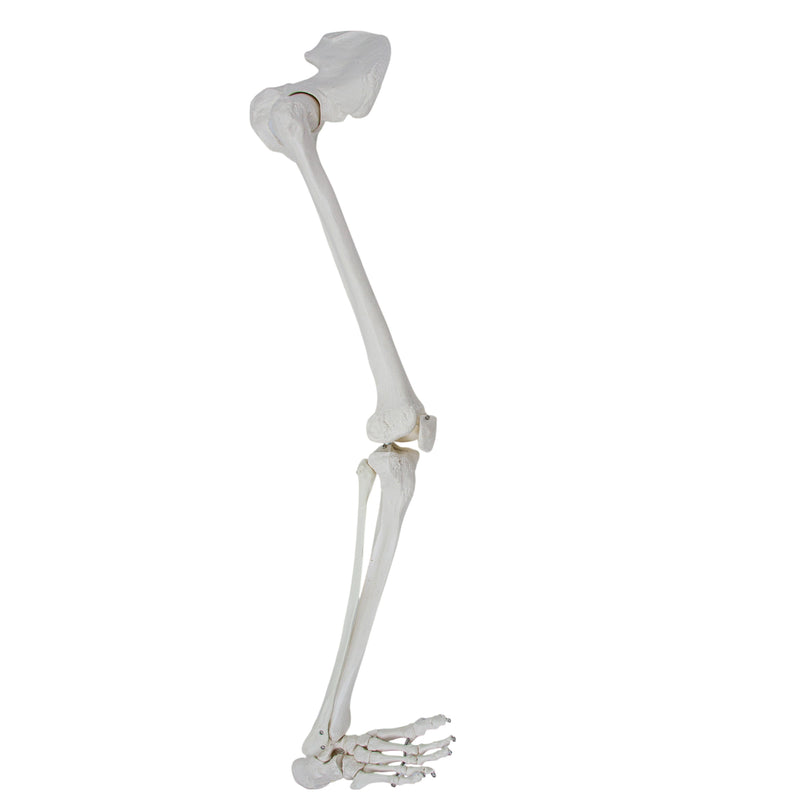 Load image into Gallery viewer, Leg with Hip Bone & Foot Model, Wire Mounted