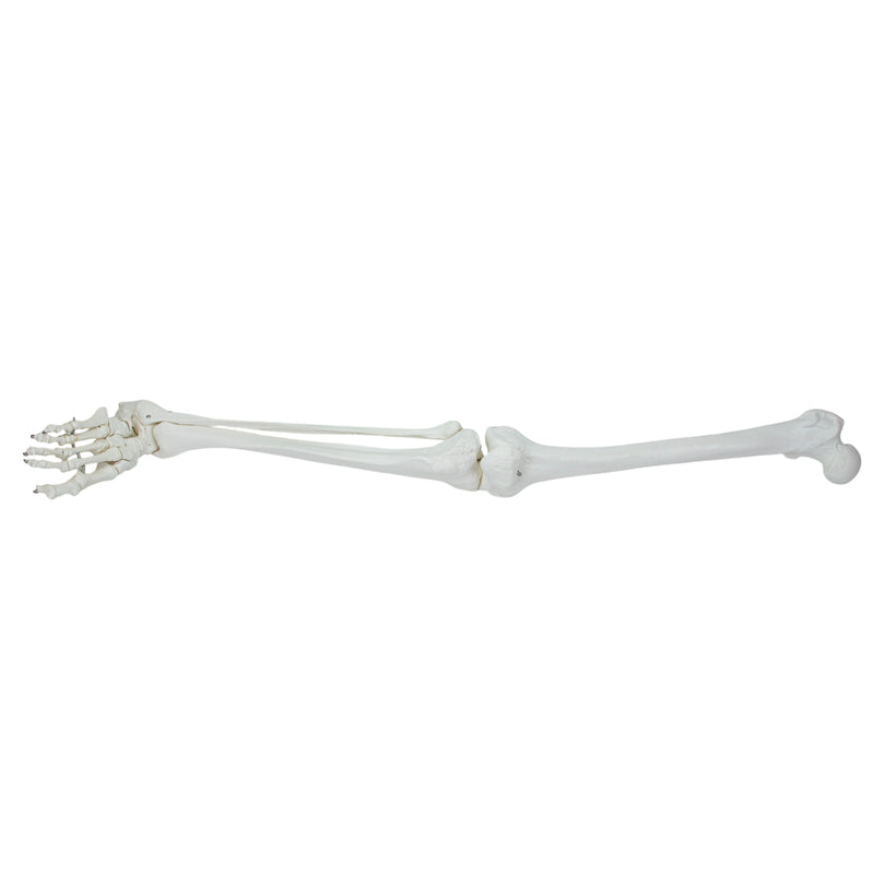 Load image into Gallery viewer, Leg with Foot Model, Wire Mounted