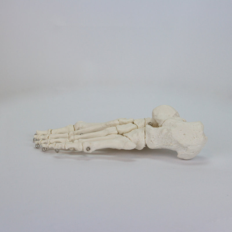 Load image into Gallery viewer, Foot Model, Wire Mounted