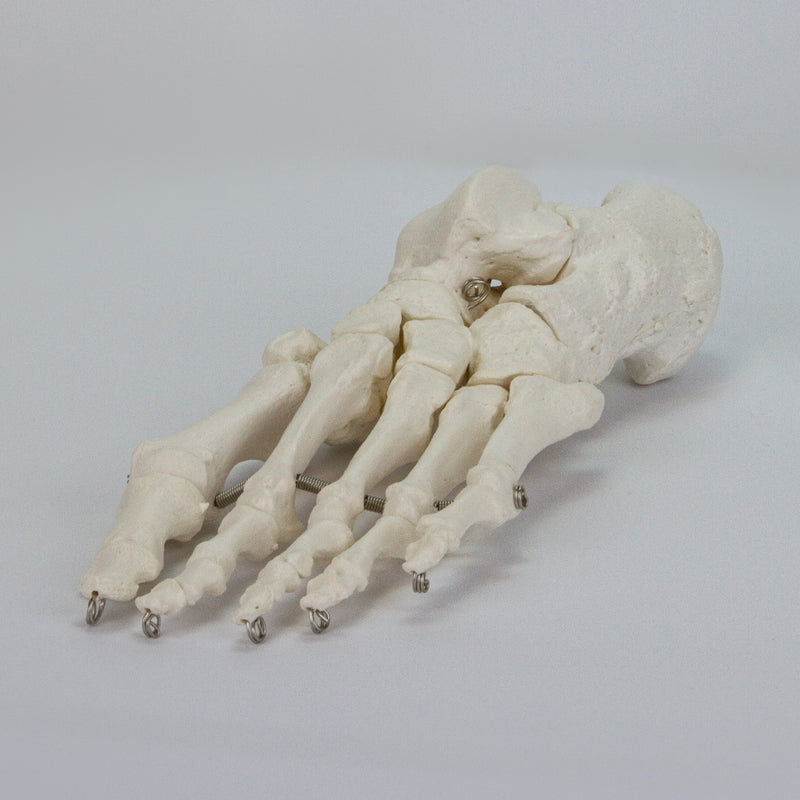 Load image into Gallery viewer, Foot Model, Wire Mounted