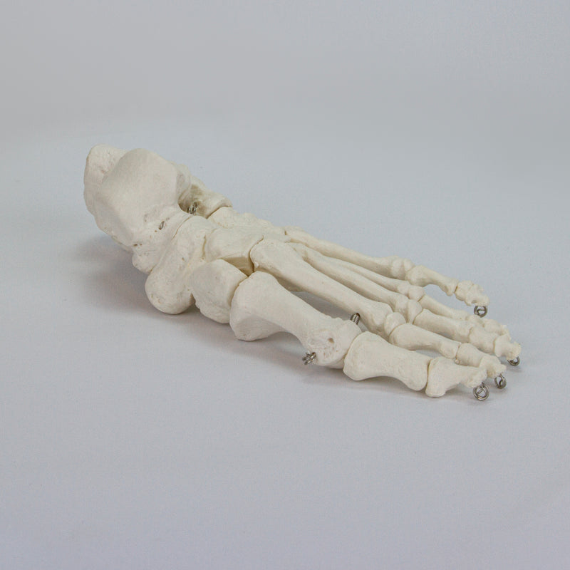 Load image into Gallery viewer, Foot Model, Wire Mounted