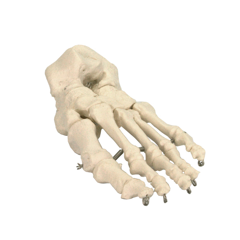 Load image into Gallery viewer, Foot Model, Wire Mounted