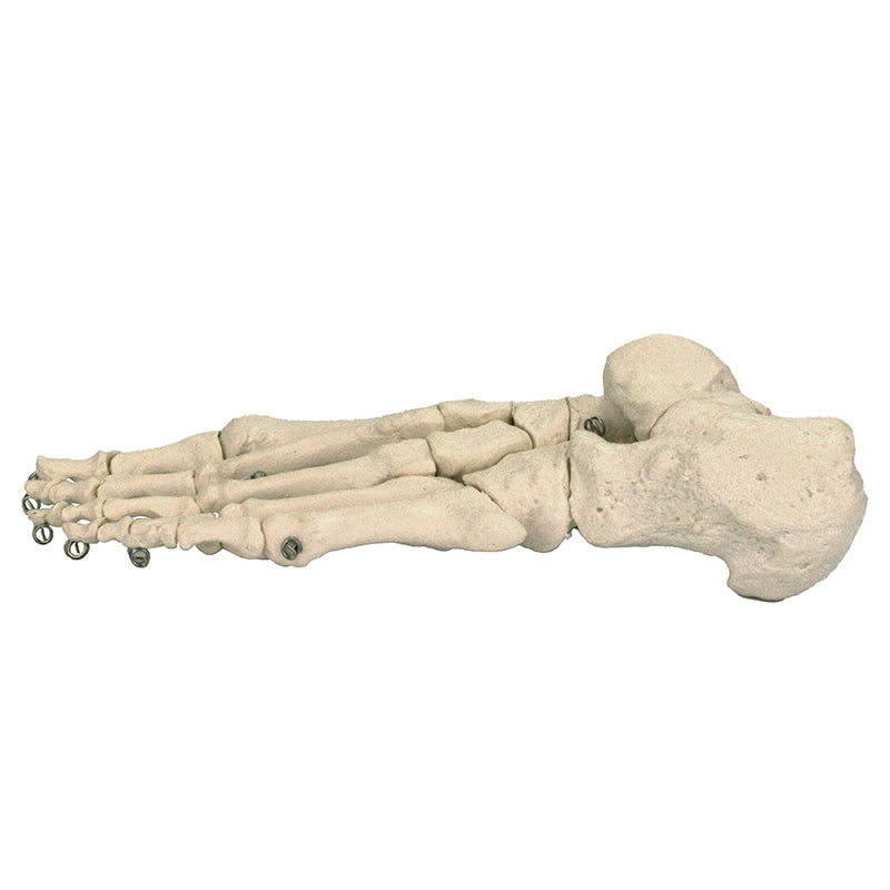 Load image into Gallery viewer, Foot Model, Wire Mounted