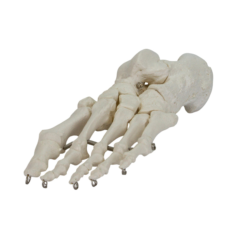 Load image into Gallery viewer, Foot Model, Wire Mounted