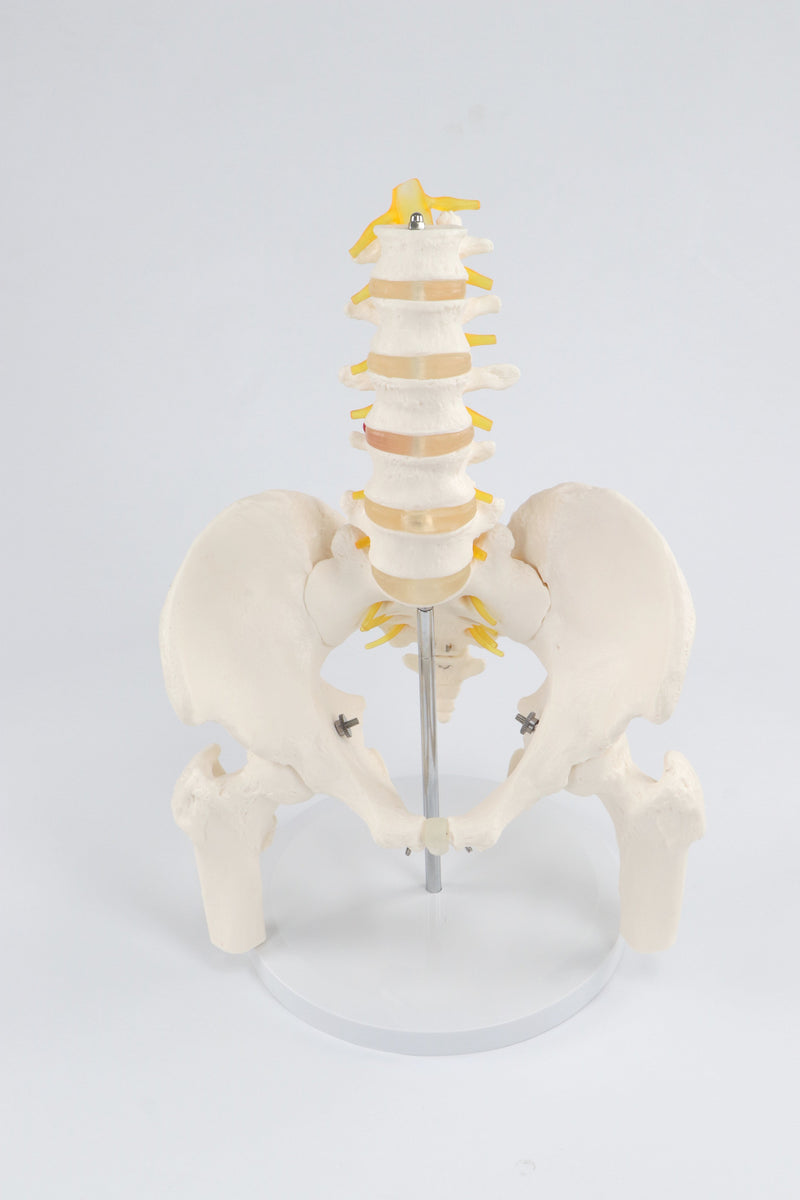 Load image into Gallery viewer, Female Pelvis with Femur Heads Model