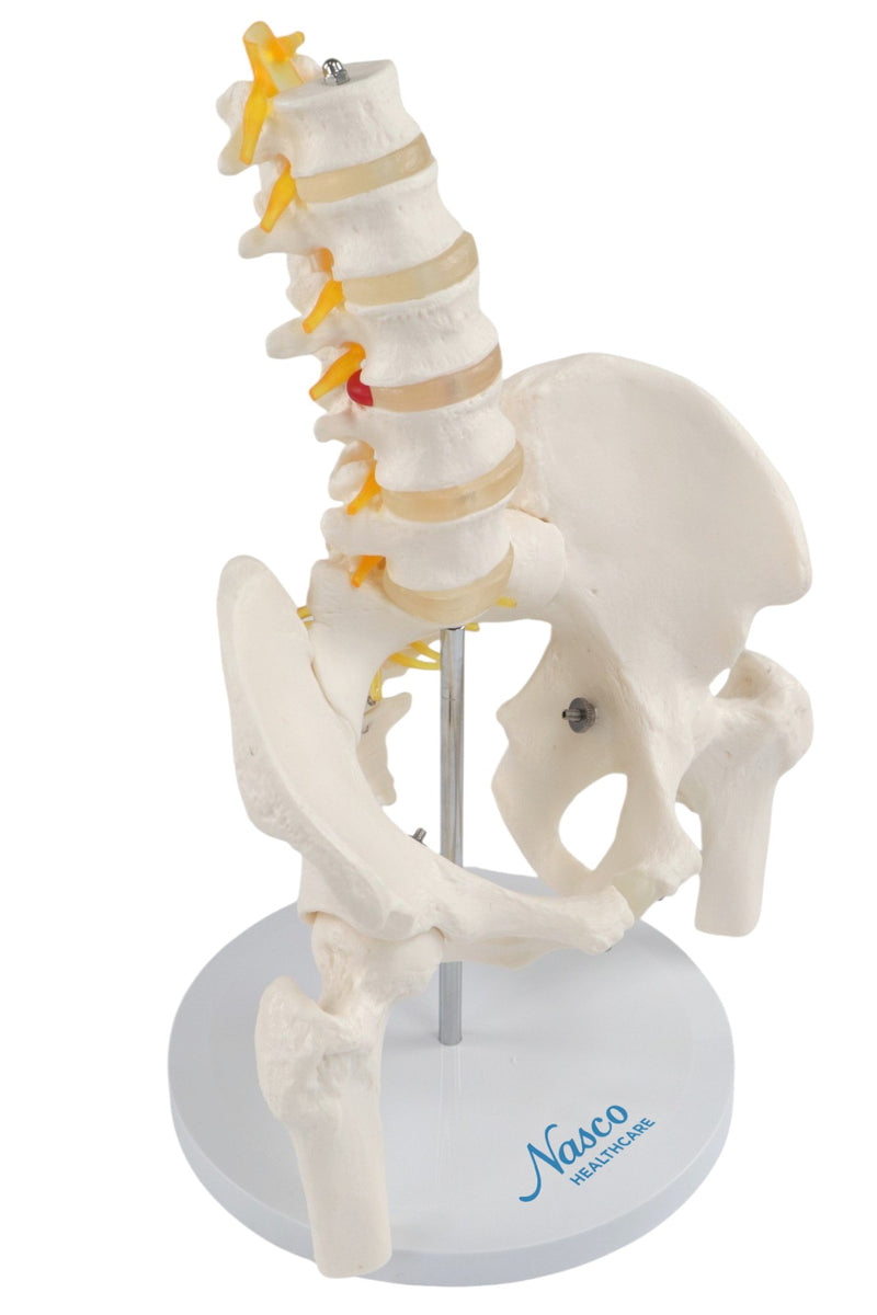 Load image into Gallery viewer, Female Pelvis with Femur Heads Model