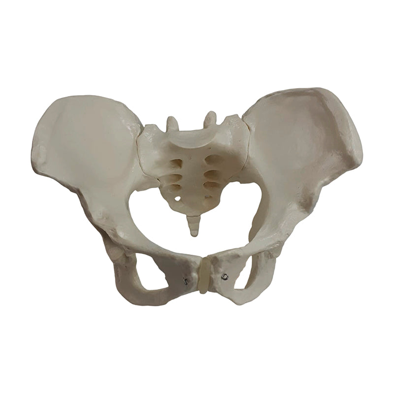 Load image into Gallery viewer, Female Pelvis Model
