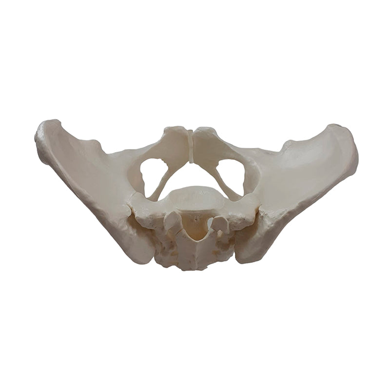 Load image into Gallery viewer, Female Pelvis Model