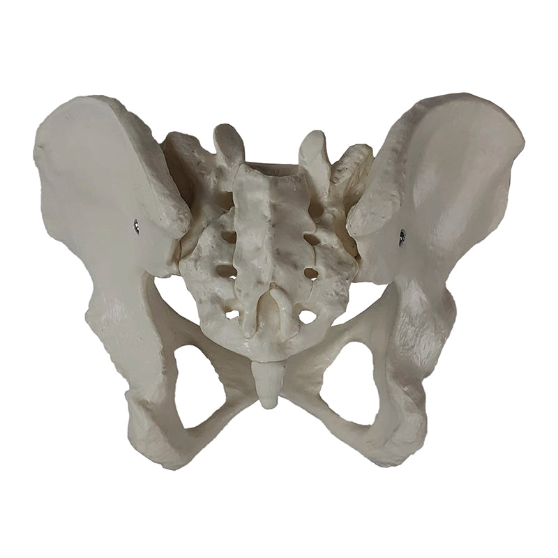 Load image into Gallery viewer, Female Pelvis Model