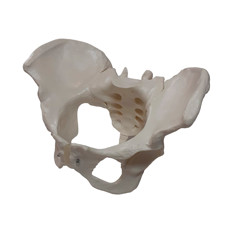 Load image into Gallery viewer, Female Pelvis Model