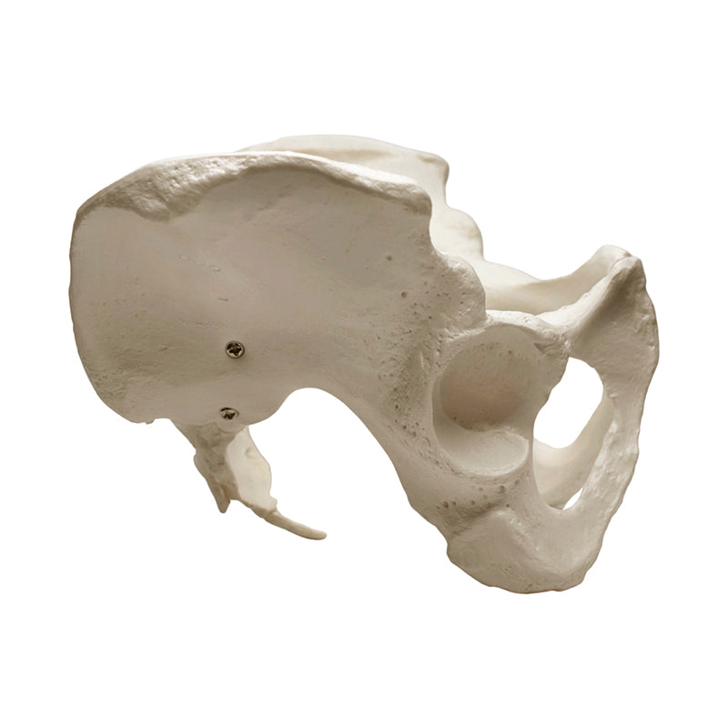 Load image into Gallery viewer, Female Pelvis Model