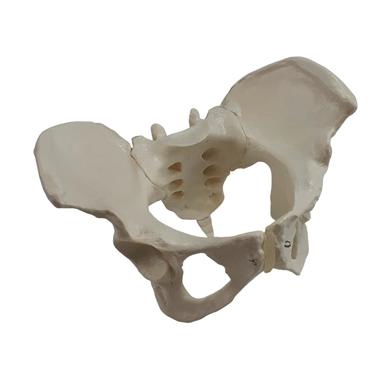 Load image into Gallery viewer, Female Pelvis Model