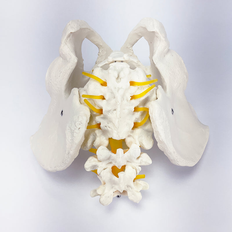 Load image into Gallery viewer, Male Pelvis Model with Lumbar Vertebrae