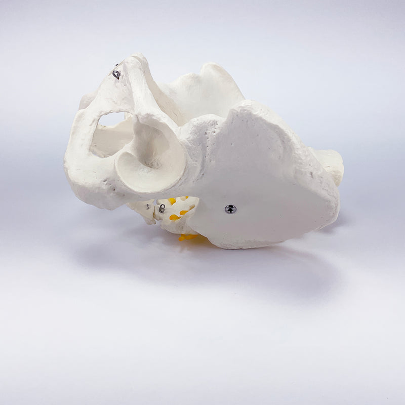 Load image into Gallery viewer, Male Pelvis Model with Lumbar Vertebrae