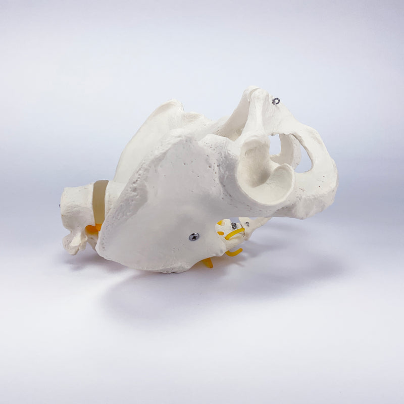 Load image into Gallery viewer, Male Pelvis Model with Lumbar Vertebrae