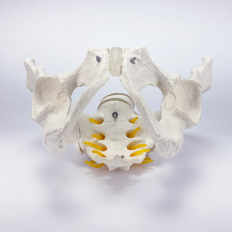 Load image into Gallery viewer, Male Pelvis Model with Lumbar Vertebrae
