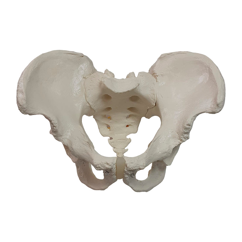 Загрузить изображение в просмотрщик галереи, Male Pelvis