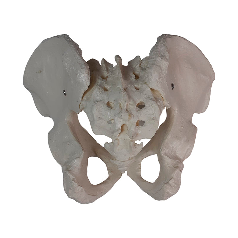 Загрузить изображение в просмотрщик галереи, Male Pelvis