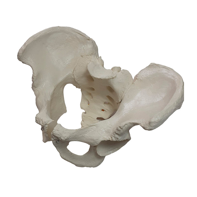 Загрузить изображение в просмотрщик галереи, Male Pelvis