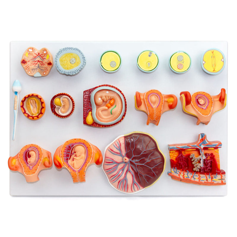 Load image into Gallery viewer, Fertilization Stages