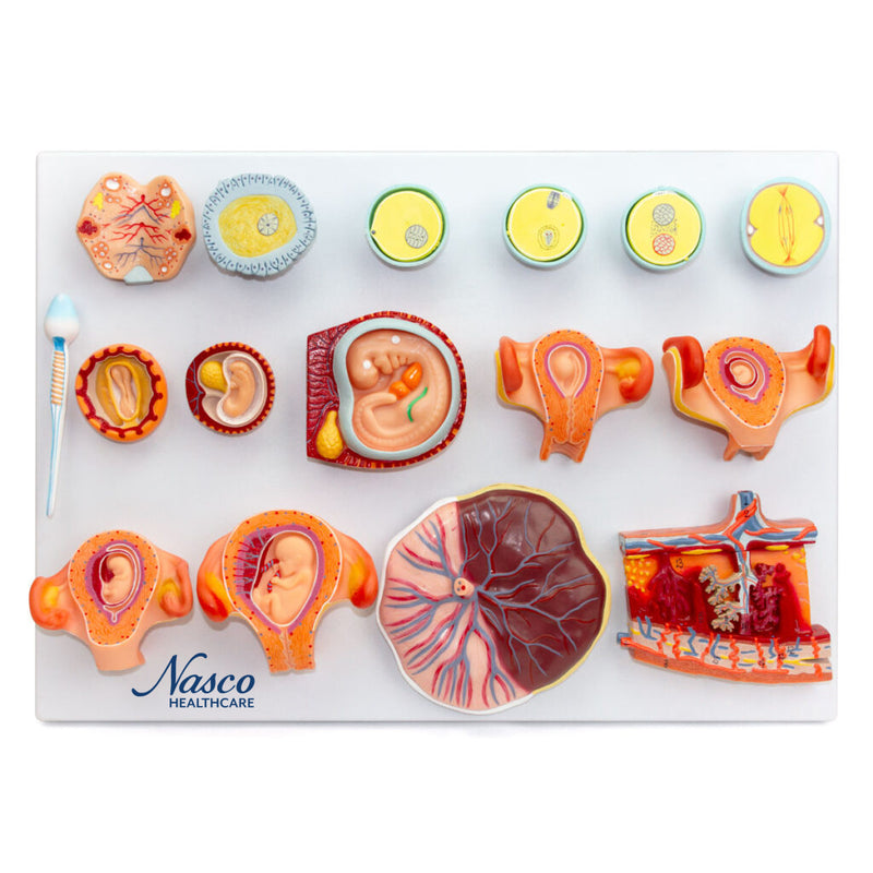 Load image into Gallery viewer, Fertilization Stages