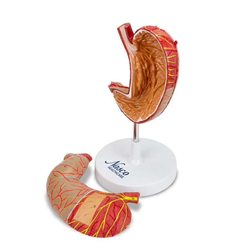 Load image into Gallery viewer, Stomach Model, Enlarged, 2 Parts