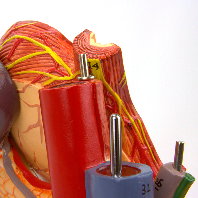 Load image into Gallery viewer, Stomach Model, 6 Parts