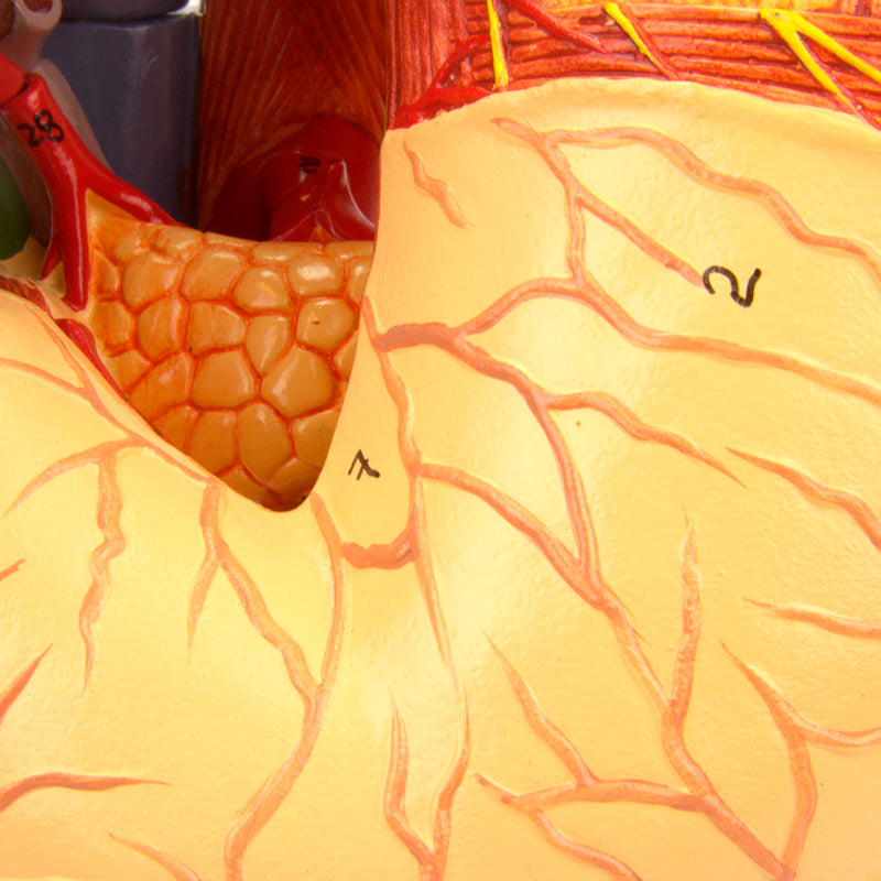 Load image into Gallery viewer, Stomach Model, 6 Parts