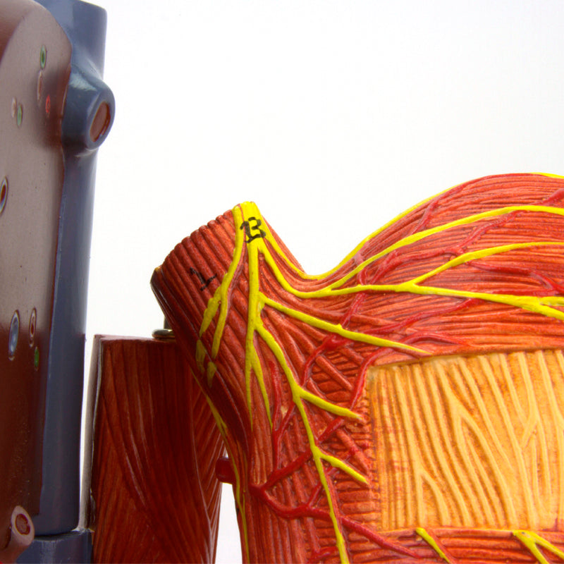 Load image into Gallery viewer, Stomach Model, 6 Parts