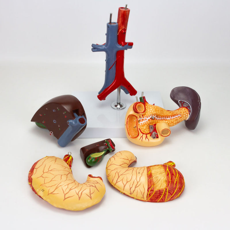 Load image into Gallery viewer, Stomach Model, 6 Parts