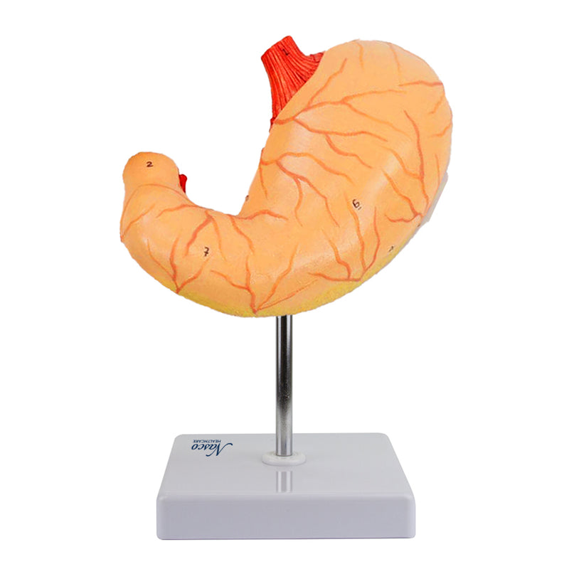 Load image into Gallery viewer, Stomach Model, 2 Parts