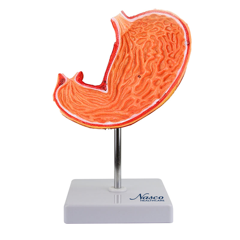 Load image into Gallery viewer, Stomach Model, 2 Parts