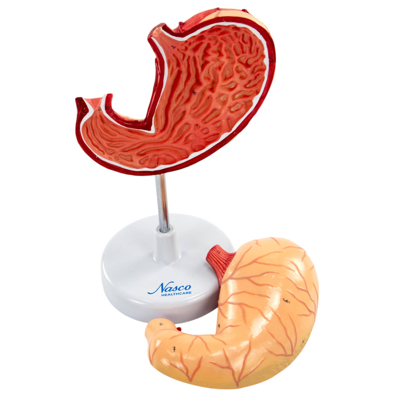 Load image into Gallery viewer, Stomach Model, 2 Parts