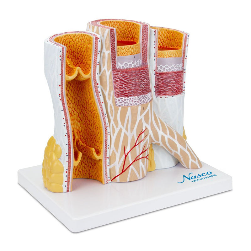 Load image into Gallery viewer, Micro-Anatomy of Artery & Veins Model, 20X Enlarged