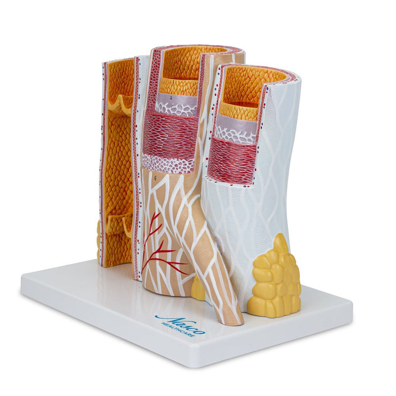 Load image into Gallery viewer, Micro-Anatomy of Artery & Veins Model, 20X Enlarged