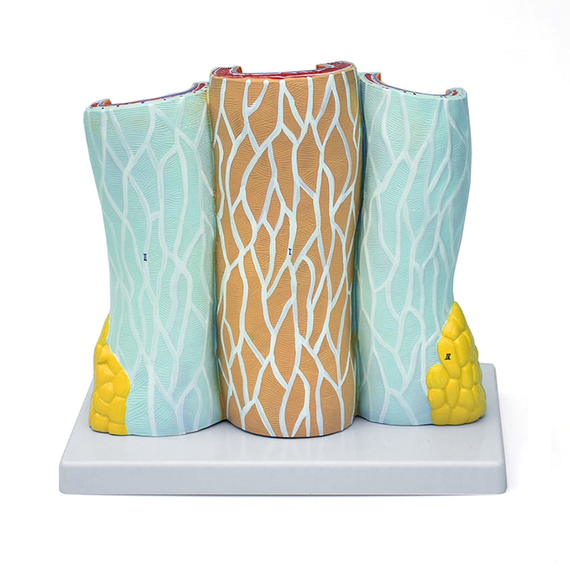 Load image into Gallery viewer, Micro-Anatomy of Artery & Veins Model, 20X Enlarged