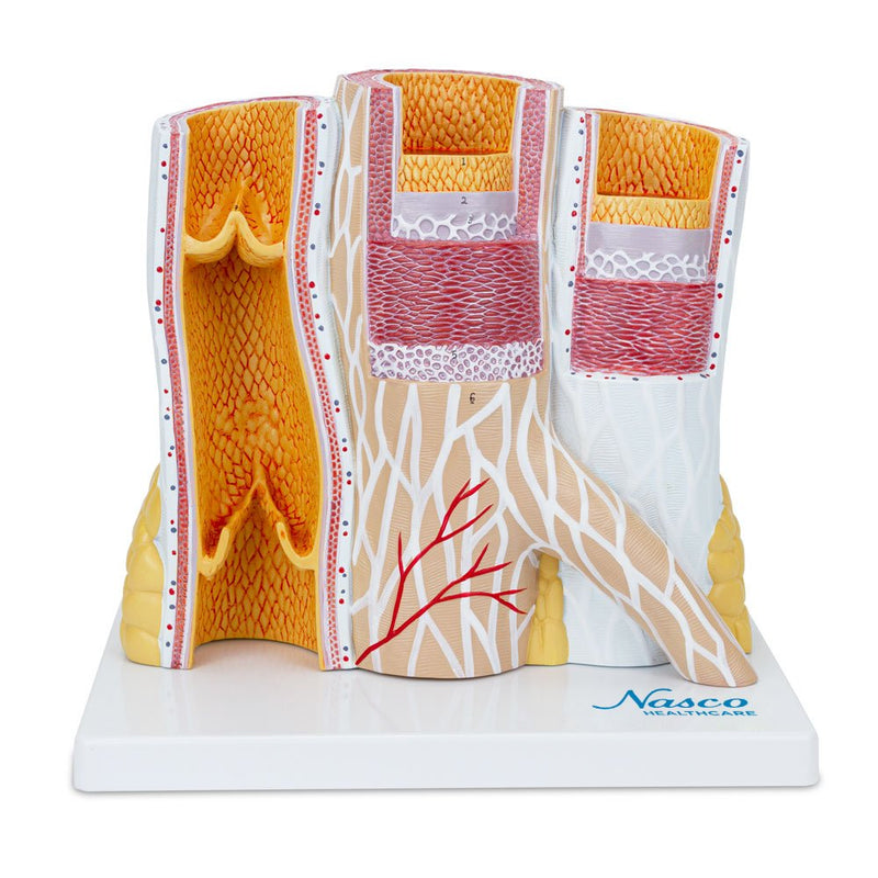 Load image into Gallery viewer, Micro-Anatomy of Artery & Veins Model, 20X Enlarged