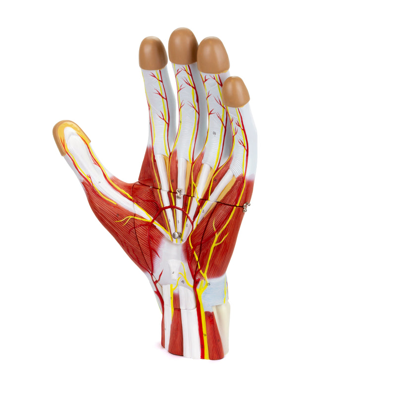 Load image into Gallery viewer, Hand Model, 2X Enlarged, 3 Parts