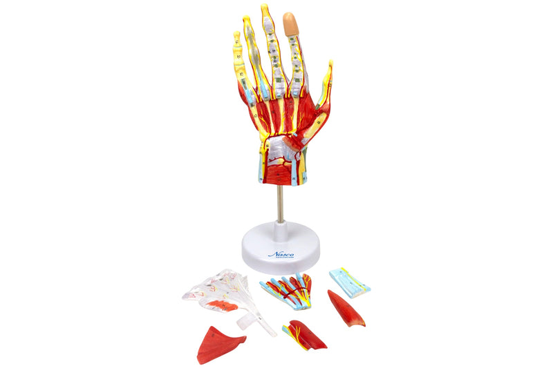 Load image into Gallery viewer, Hand Model, 7 Parts