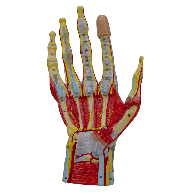 Load image into Gallery viewer, Hand Model, 7 Parts
